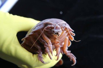 Isópode supergigante de águas profundas  -  (crédito: Divulgação/Prof. LI Xinzheng)
