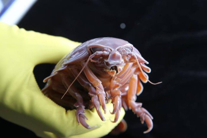Isópode supergigante de águas profundas - (crédito: Divulgação/Prof. LI Xinzheng) Isópode supergigante de águas profundas - (crédito: Divulgação/Prof. LI Xinzheng)