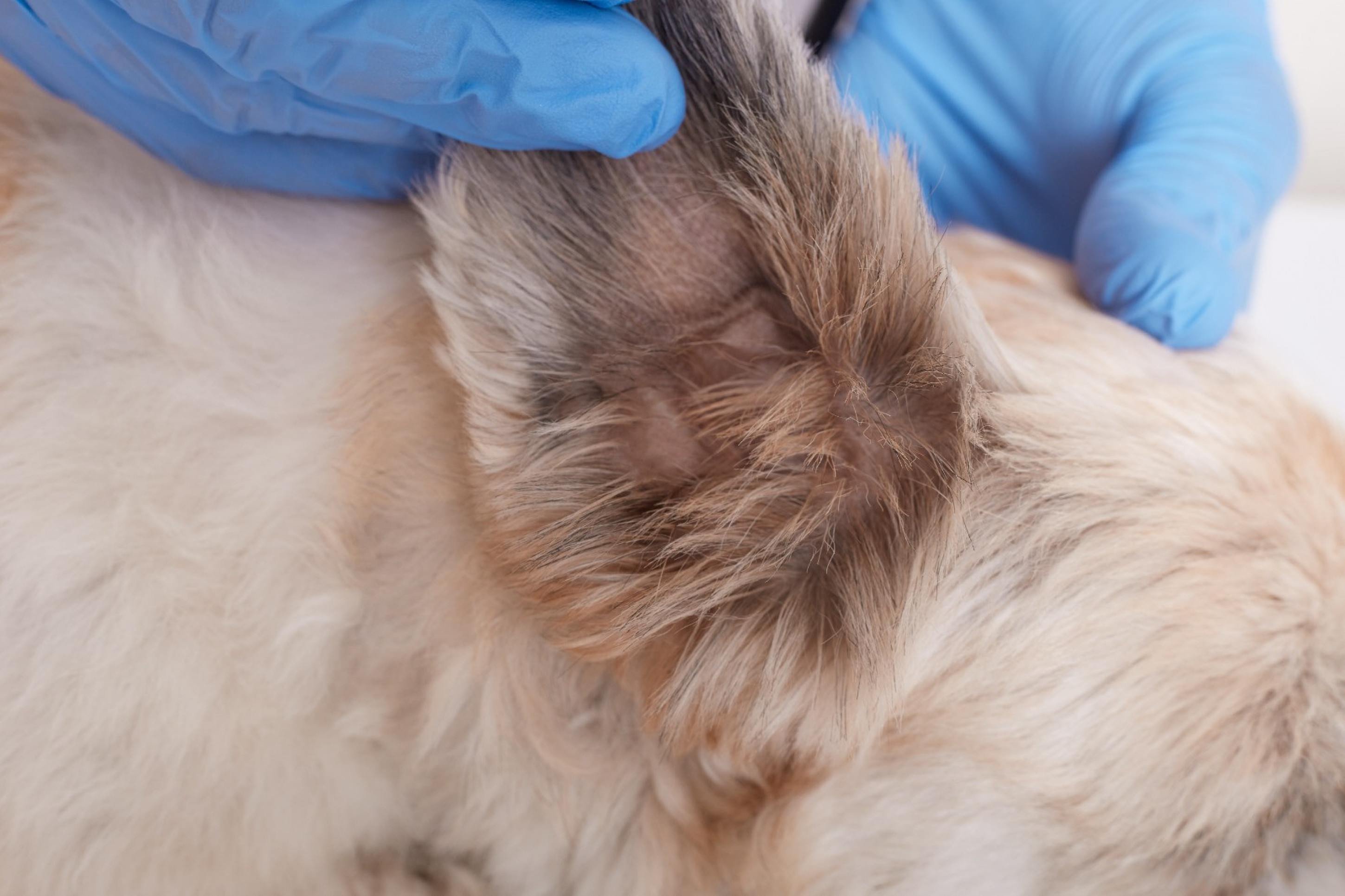 Pelos pela casa toda? Saiba quando a queda é normal nos pets