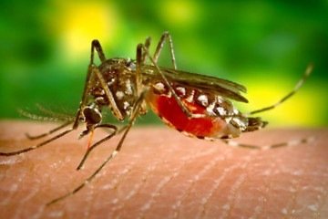 O El Niño provoca alterações no regime de chuvas e nas temperaturas, o que pode favorecer a proliferação do mosquito Aedes aegypti - (crédito: Reprodução/YouTube/Ministério da Saúde) O El Niño provoca alterações no regime de chuvas e nas temperaturas, o que pode favorecer a proliferação do mosquito Aedes aegypti - (crédito: Reprodução/YouTube/Ministério da Saúde)