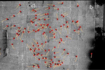 Registros de deslocamento revelam a predominância de viradas em sentido anti-horário em estudo sobre comportamento de pedestres - (crédito: ©2026 Echeverría-Huarte et al. CC-BY-ND) Registros de deslocamento revelam a predominância de viradas em sentido anti-horário em estudo sobre comportamento de pedestres - (crédito: ©2026 Echeverría-Huarte et al. CC-BY-ND)