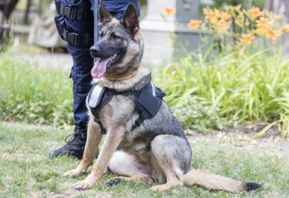 Os cães policiais auxiliam diretamente em investigações e reúnem características específicas (Imagem: wellphoto | Shutterstock)
 -  (crédito: EdiCase) -Os cães policiais auxiliam diretamente em investigações e reúnem características específicas (Imagem: wellphoto | Shutterstock)
 -  (crédito: EdiCase)