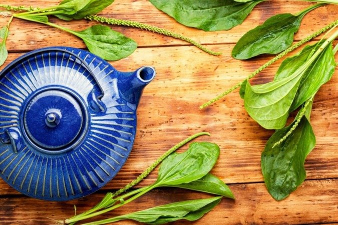 O chá de tanchagem é um ótimo aliado no tratamento da infecção urinária (Imagem: Chatham172 | Shutterstock) - (crédito: EdiCase) O chá de tanchagem é um ótimo aliado no tratamento da infecção urinária (Imagem: Chatham172 | Shutterstock) - (crédito: EdiCase)