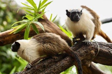 O amor est&aacute; no ar entre os macacos-aranha-de-cara-preta Juninho e Sara -  (crédito: Divulga&ccedil;&atilde;o/Zool&oacute;gico de Bras&iacute;lia)