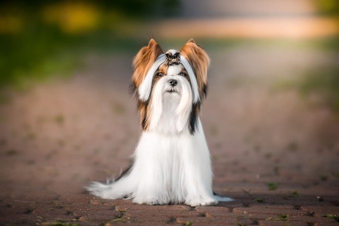 As características únicas do biewer terrier conquistaram admiradores em diferentes países (Imagem: Aleksandra Morrison Photo | Shutterstock)
- (crédito: EdiCase) As características únicas do biewer terrier conquistaram admiradores em diferentes países (Imagem: Aleksandra Morrison Photo | Shutterstock)
- (crédito: EdiCase)