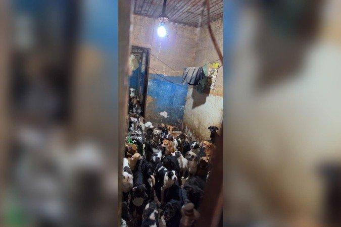 Os primeiros 102 animais foram retirados do imóvel e, posteriormente, outros 23 cães ainda foram encontrados. Tempo depois, nasceram mais 45 filhotes - (crédito: Divulgação) Os primeiros 102 animais foram retirados do imóvel e, posteriormente, outros 23 cães ainda foram encontrados. Tempo depois, nasceram mais 45 filhotes - (crédito: Divulgação)