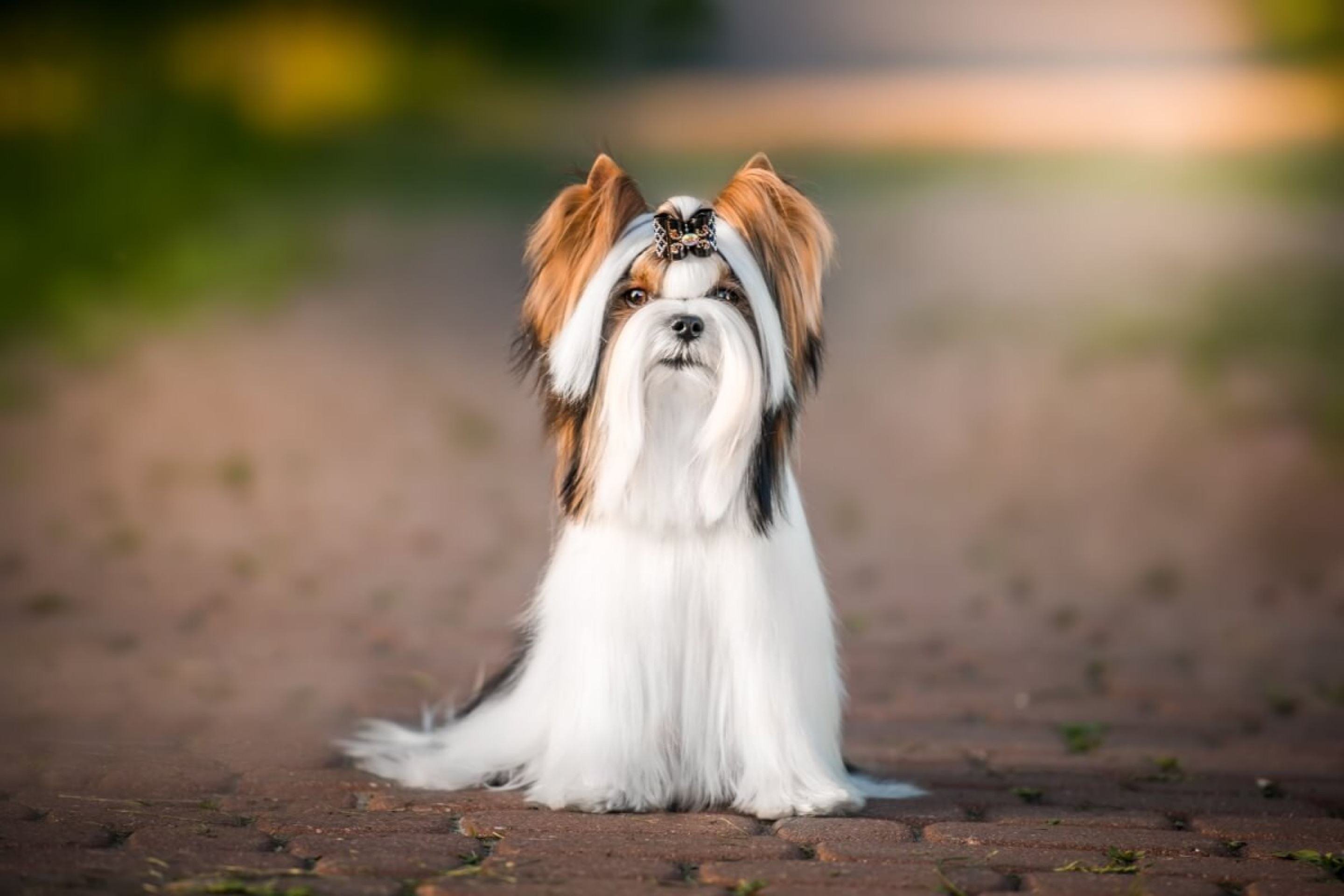 Biewer terrier: conheça as características do cachorro dessa raça 