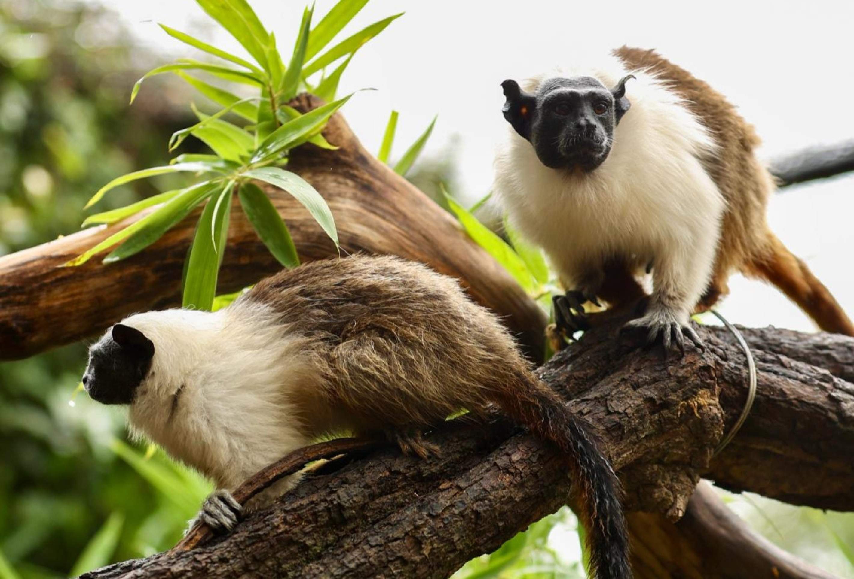 Casais do Zoológico garantem o futuro de espécies ameaçadas