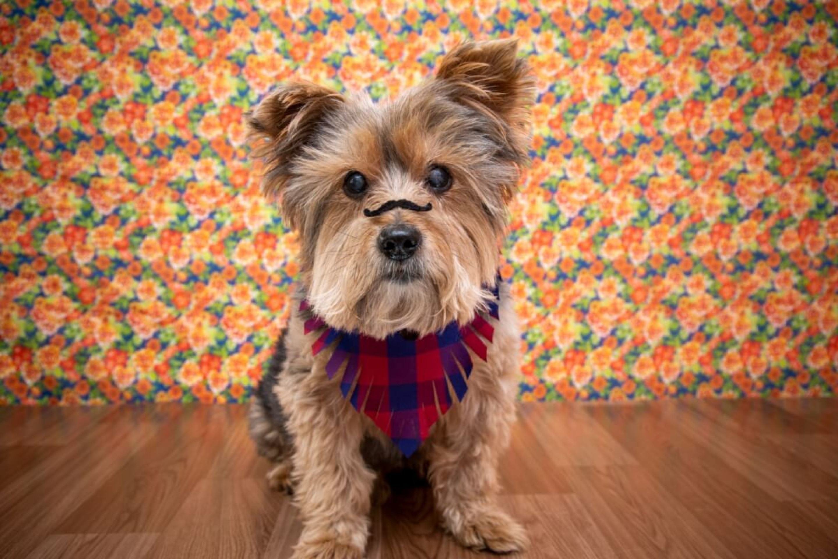 Festa junina: veja alimentos e bebidas típicos perigosos para cães e gatos