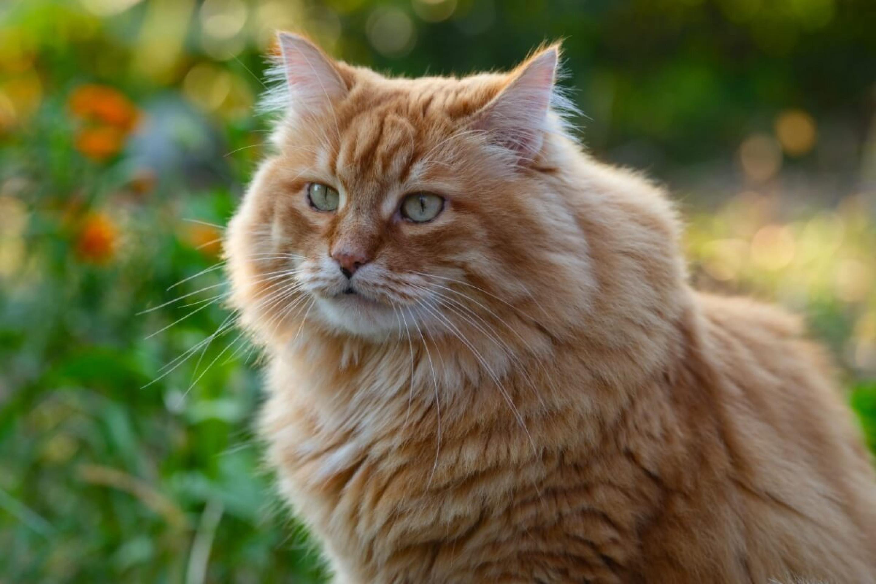 Breaking Bad: 10 nomes para gatos inspirados na série 