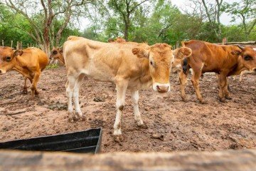 O procedimento é obrigatório para todos os cadastrados que possuam animais em suas propriedades - (crédito: Divulgação/Seagri-DF) O procedimento é obrigatório para todos os cadastrados que possuam animais em suas propriedades - (crédito: Divulgação/Seagri-DF)