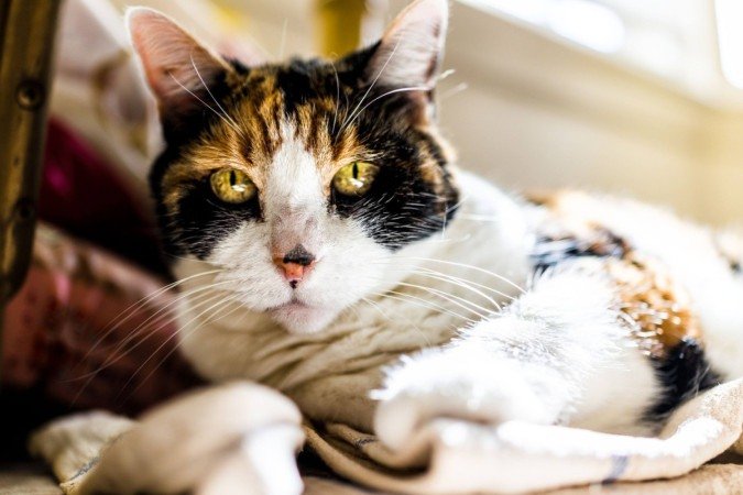 Quando idosos, os gatos tendem a dormir mais, brincar menos e buscar mais conforto (Imagem: Kristi Blokhin | Shutterstock) - (crédito: EdiCase) Quando idosos, os gatos tendem a dormir mais, brincar menos e buscar mais conforto (Imagem: Kristi Blokhin | Shutterstock) - (crédito: EdiCase)