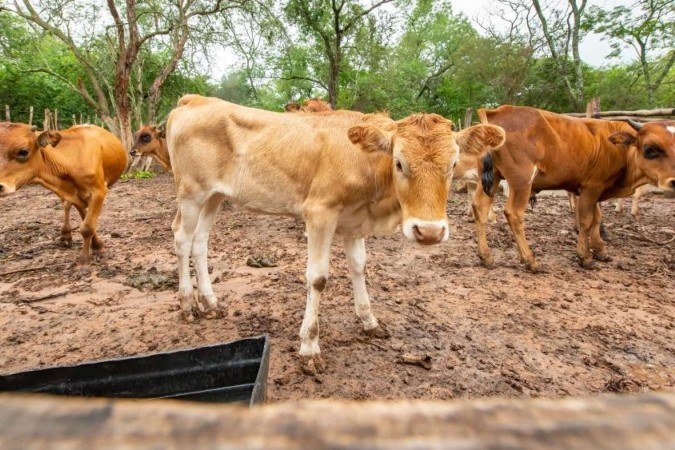 O procedimento é obrigatório para todos os cadastrados que possuam animais em suas propriedades - (crédito: Divulgação/Seagri-DF) O procedimento é obrigatório para todos os cadastrados que possuam animais em suas propriedades - (crédito: Divulgação/Seagri-DF)