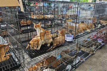Rede que roubava gatos para consumo humano é desmantelada no Vietnã e centenas de animais são salvos - (crédito: BBC Geral) Rede que roubava gatos para consumo humano é desmantelada no Vietnã e centenas de animais são salvos - (crédito: BBC Geral)