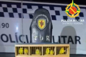 No interior do automóvel, a equipe identificou mais de 500 aves silvestres que estavam sendo transportadas de forma irregular
- (crédito: Foto: PMDF) No interior do automóvel, a equipe identificou mais de 500 aves silvestres que estavam sendo transportadas de forma irregular
- (crédito: Foto: PMDF)