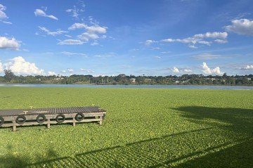 No Deck Sul, plantas aquáticas cobrem parte do Lago, onde são despejados esgoto e lixo - (crédito: Vitória Torres/CB) No Deck Sul, plantas aquáticas cobrem parte do Lago, onde são despejados esgoto e lixo - (crédito: Vitória Torres/CB)