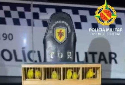 No interior do automóvel, a equipe identificou mais de 500 aves silvestres que estavam sendo transportadas de forma irregular
 -  (crédito: Foto: PMDF) -No interior do automóvel, a equipe identificou mais de 500 aves silvestres que estavam sendo transportadas de forma irregular
 -  (crédito: Foto: PMDF)