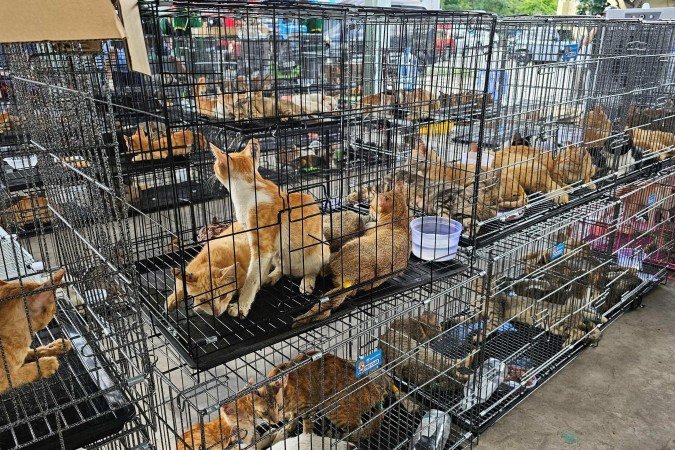 Rede que roubava gatos para consumo humano é desmantelada no Vietnã e centenas de animais são salvos - (crédito: BBC Geral) Rede que roubava gatos para consumo humano é desmantelada no Vietnã e centenas de animais são salvos - (crédito: BBC Geral)