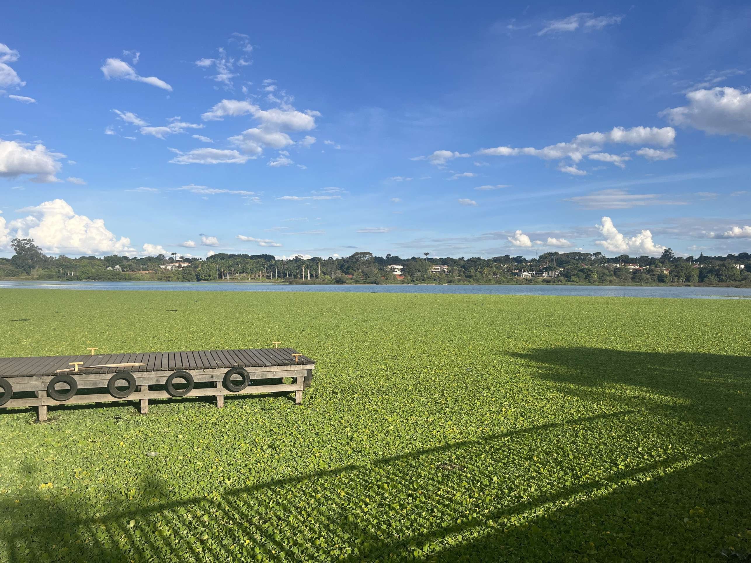 No Deck Sul, plantas aqu&aacute;ticas cobrem parte do Lago, onde s&atilde;o despejados esgoto e lixo