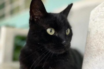 Gato Milu voltou a viralizar nas redes sociais ao fazer nova previsão para o Brasil na Copa do Mundo - (crédito: Foto: Reprodução - Instagram) Gato Milu voltou a viralizar nas redes sociais ao fazer nova previsão para o Brasil na Copa do Mundo - (crédito: Foto: Reprodução - Instagram)