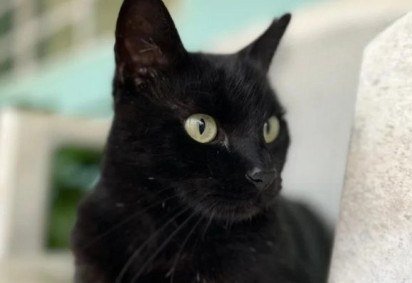 Gato Milu voltou a viralizar nas redes sociais ao fazer nova previsão para o Brasil na Copa do Mundo -  (crédito: Foto: Reprodução - Instagram)