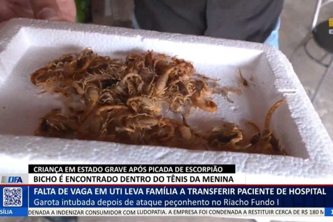 Mais de 200 escorpiões foram achados em casa onde criança foi picada - (crédito: TV Brasília) Mais de 200 escorpiões foram achados em casa onde criança foi picada - (crédito: TV Brasília)