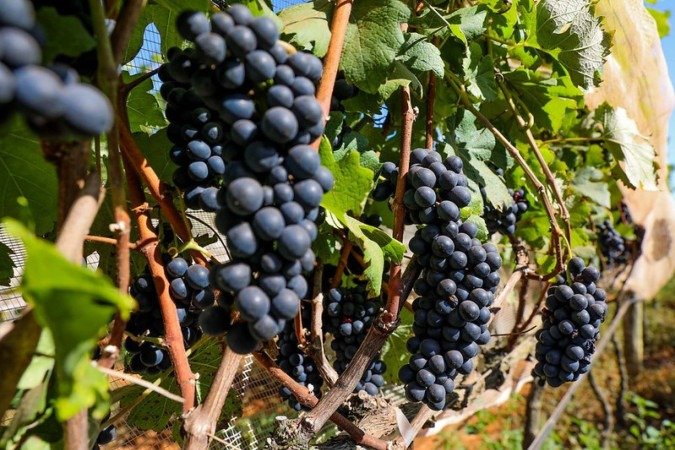 A detecção é fruto de um monitoramento iniciado em 2024 pela Seagri em parceria com a Embrapa Recursos Genéticos e Biotecnologia - (crédito: Divulgação/Seagri-DF) A detecção é fruto de um monitoramento iniciado em 2024 pela Seagri em parceria com a Embrapa Recursos Genéticos e Biotecnologia - (crédito: Divulgação/Seagri-DF)