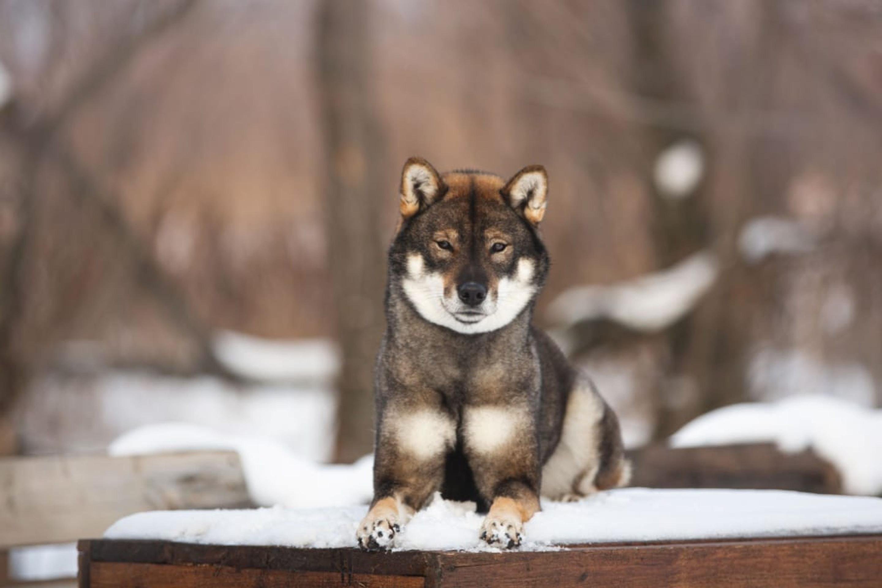 Shikoku: conheça as características do cachorro dessa raça 