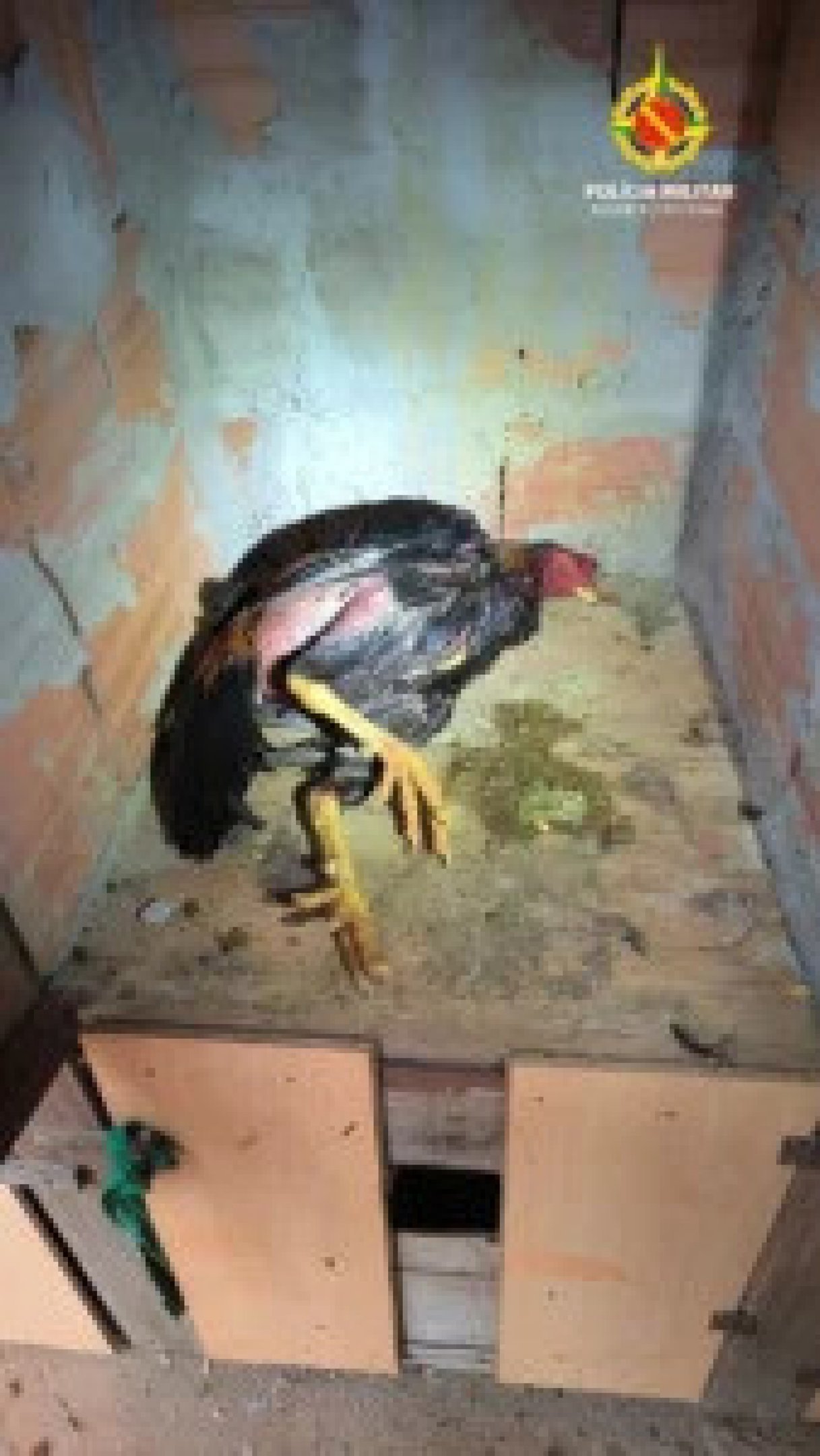 Foram apreendidos cerca de 70 galos utilizados nas rinhas