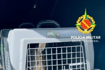 o animal foi disposto em uma caixa de transporte adequada e encaminhado ao Hospital Veterinário, onde permanece para avaliação clínica e tratamento adequado
- (crédito: Divulgação / PMDF) o animal foi disposto em uma caixa de transporte adequada e encaminhado ao Hospital Veterinário, onde permanece para avaliação clínica e tratamento adequado
- (crédito: Divulgação / PMDF)
