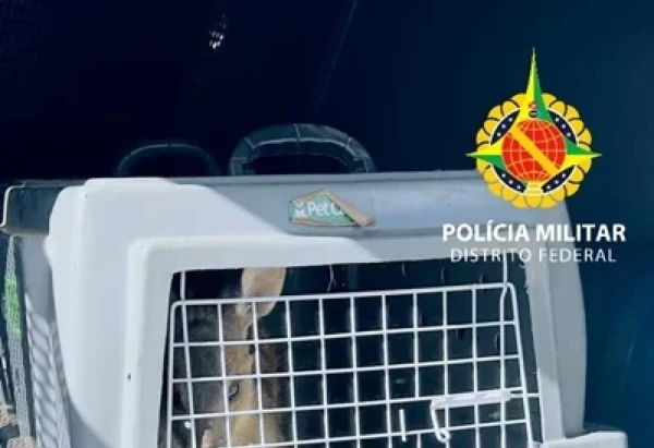Divulgação / PMDF