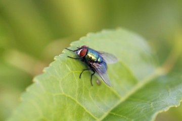 Mosca -  (crédito: Reprodução/Freepik)