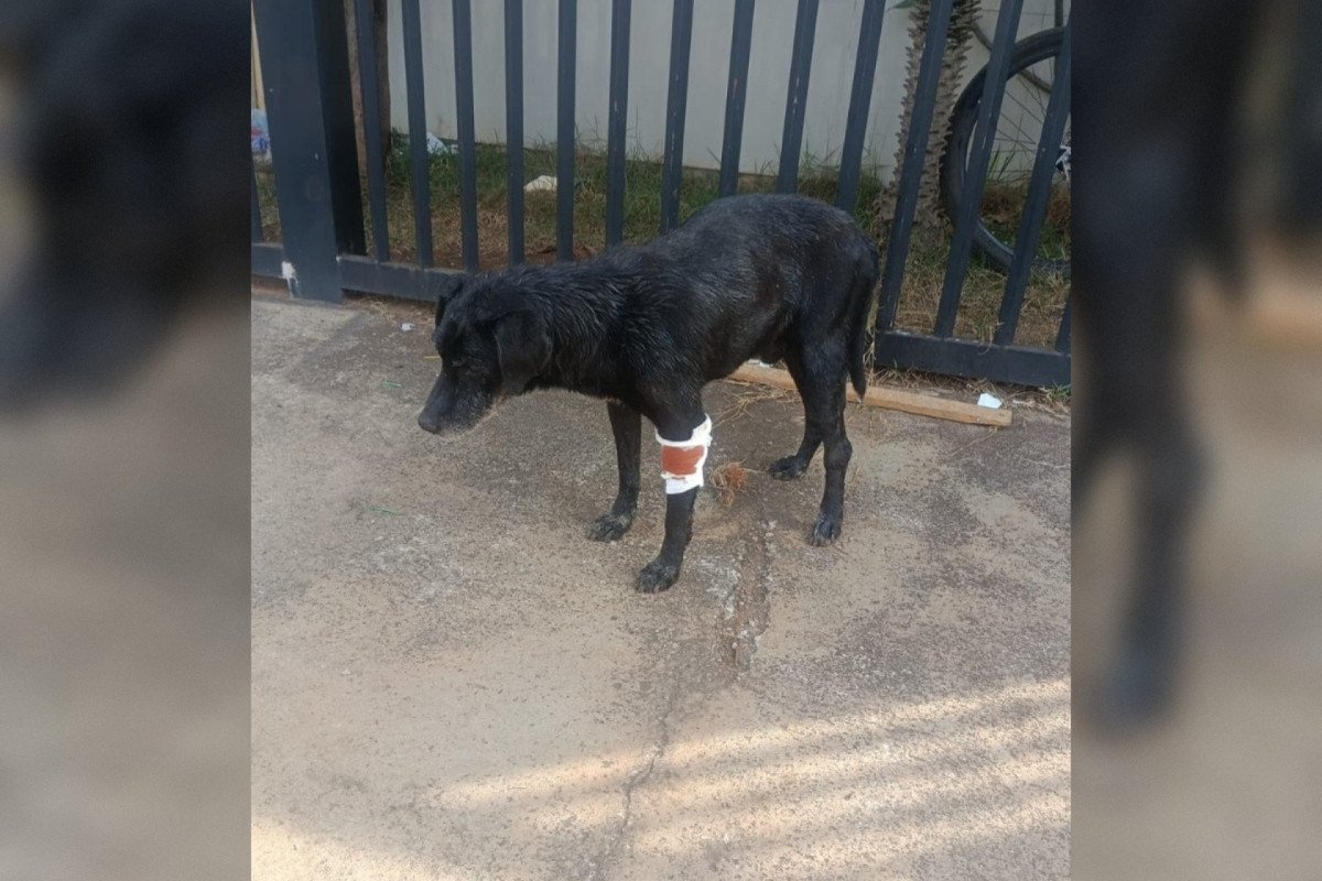 Um dos cachorros, cego, ficou gravemente ferido ap&oacute;s o ataque