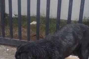 Pitbull passeava pelo local sem equipamentos adequados de contenção -  (crédito: Divulgação: PCDF)