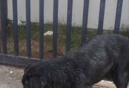 Pitbull passeava pelo local sem equipamentos adequados de contenção -  (crédito: Divulgação: PCDF) -Pitbull passeava pelo local sem equipamentos adequados de contenção -  (crédito: Divulgação: PCDF)
