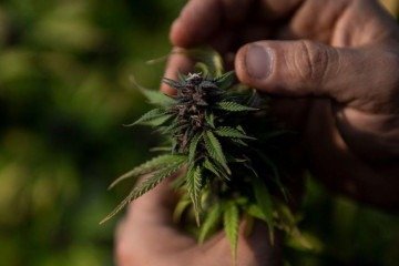 No livro <em>Antes da Proibição: Quando a Maconha Era Remédio, </em>o historiador Saulo Carneiro resgata o passado da maconha no Brasil -  (crédito: Divulgação)