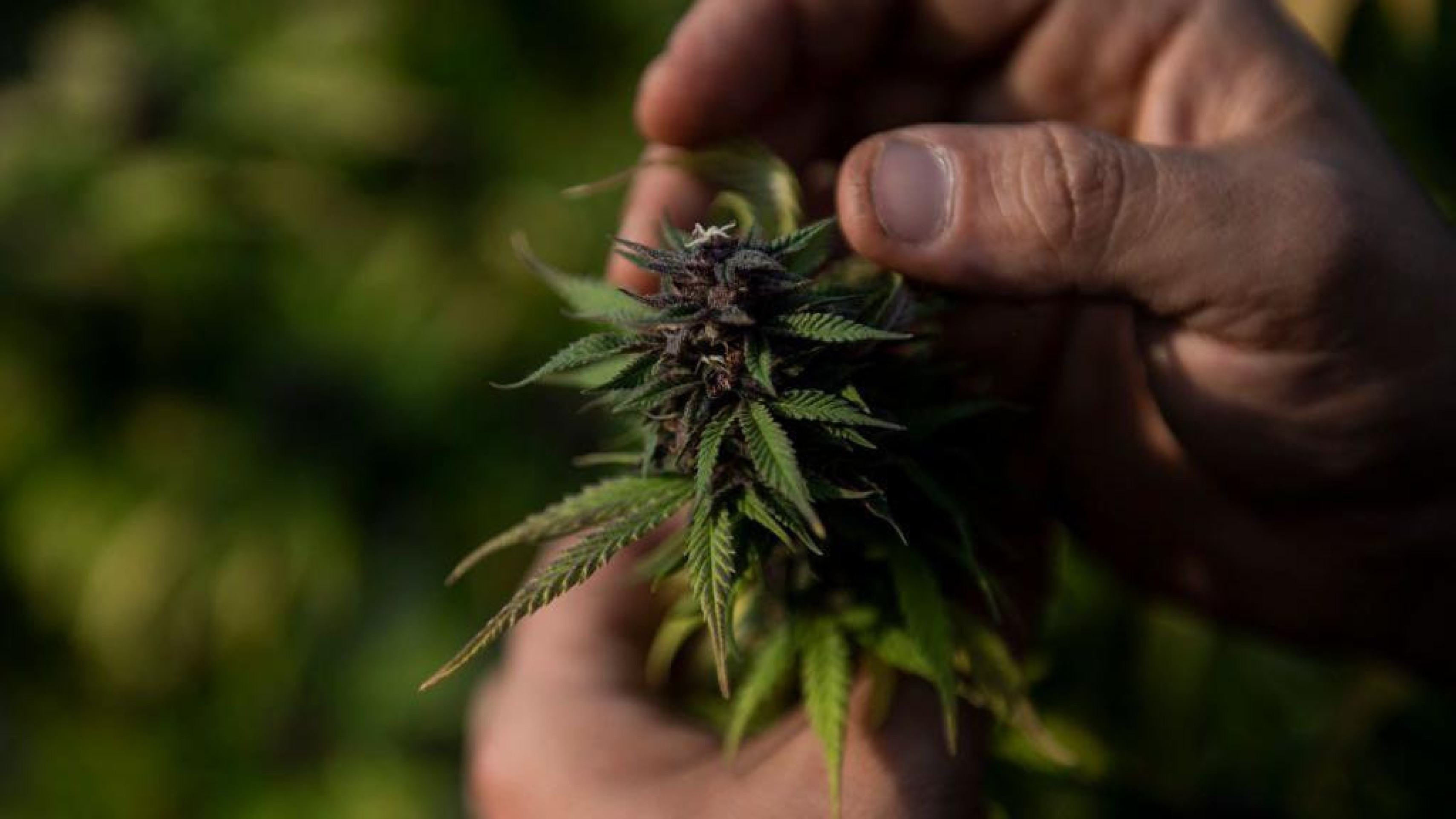 Quando o Brasil exportava maconha: o passado de um comércio esquecido