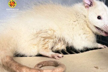 Animal com condi&ccedil;&atilde;o gen&eacute;tica incomum foi encontrado dentro do Taguatinga Shopping e levado para um centro especializado em reabilita&ccedil;&atilde;o da fauna silvestre -  (crédito: PMDF divulga&ccedil;&atilde;o)