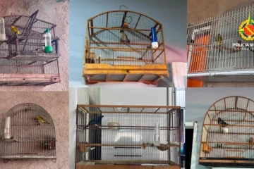 Das aves encontradas, três eram canários-da-terra fêmeas; um canário-da-terra macho; um baiano macho; um bicudo macho; e um azulão macho. As espécies se distribuem entre nativas do Cerrado, Caatinga, Pantanal e Mata Atlântica. 
 -  (crédito: Divulgação: PMDF)