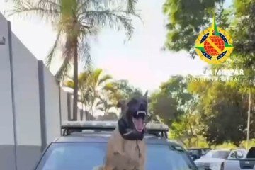 Batalhão de Cães da PMDF apreende homem com mais de 180 "cookies" à base de maconha - (crédito: Divulgação / PMDF) Batalhão de Cães da PMDF apreende homem com mais de 180 "cookies" à base de maconha - (crédito: Divulgação / PMDF)