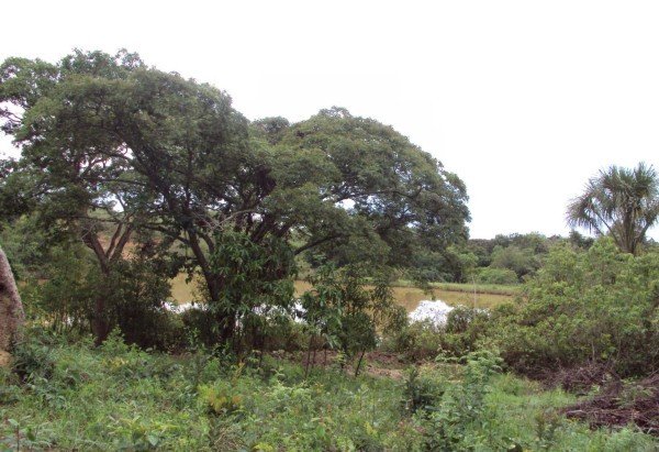 Divulgação / Brasília Ambiental