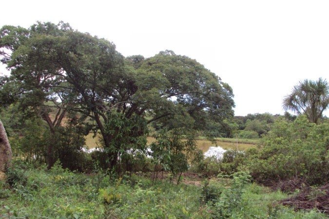 Parque Ambiental do Colégio Agrícola é renomeado para Parque Distrital Lobo-Guará - (crédito: Divulgação / Brasília Ambiental) Parque Ambiental do Colégio Agrícola é renomeado para Parque Distrital Lobo-Guará - (crédito: Divulgação / Brasília Ambiental)