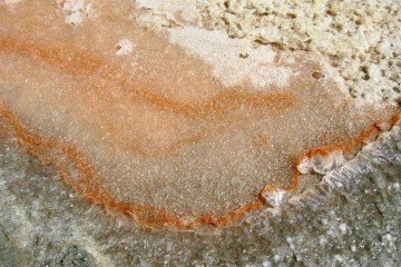 Pesquisa brasileira redefine micróbios e mira mistérios de Marte -  (crédito: Fleur de Sel/Wikimedia Commons)