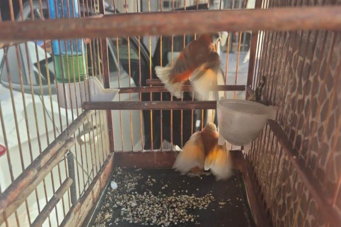 PMDF flagra criação irregular de aves protegidas internacionalmente
