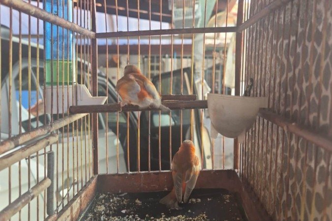 PMDF flagra criação irregular de aves protegidas internacionalmente