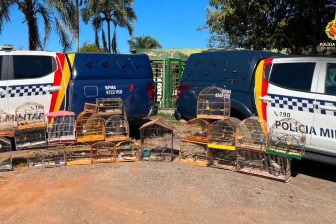 Aves foram apreendidas em nove casas - (crédito: PMDF/Divulgação) Aves foram apreendidas em nove casas - (crédito: PMDF/Divulgação)