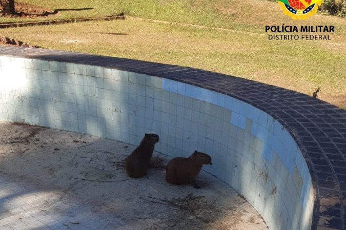 Os animais foram resgatados sem ferimentos - (crédito: Divulgação/PMDF) Os animais foram resgatados sem ferimentos - (crédito: Divulgação/PMDF)