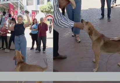 Apresentadora do 'Jornal do Meio-Dia', de afiliada do SBT, vê cachorro tentando 'comer' seu ponto eletrônico durante transmissão ao vivo em Goiás. -  (crédito: Reprodução de 'Jornal do Meio-Dia'/TV Serra Dourada) -Apresentadora do 'Jornal do Meio-Dia', de afiliada do SBT, vê cachorro tentando 'comer' seu ponto eletrônico durante transmissão ao vivo em Goiás. -  (crédito: Reprodução de 'Jornal do Meio-Dia'/TV Serra Dourada)