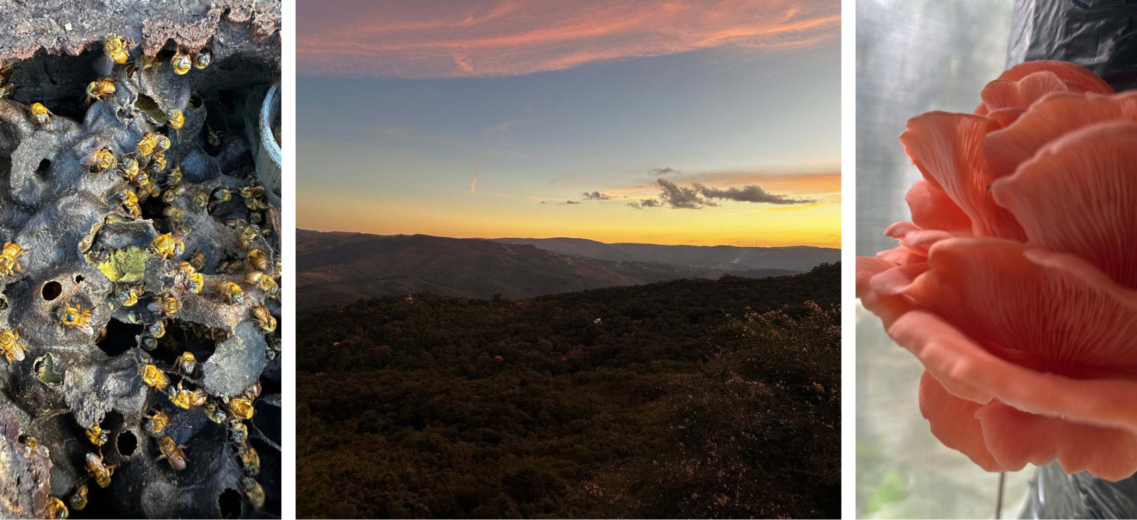 O que fazer em Nova Lima: experiências de reconexão com a natureza