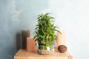 O bambu-da-sorte é frequentemente utilizado para atrair boas energias e criar uma atmosfera mais leve (Imagem: New Africa | Shutterstock) - (crédito: EdiCase) O bambu-da-sorte é frequentemente utilizado para atrair boas energias e criar uma atmosfera mais leve (Imagem: New Africa | Shutterstock) - (crédito: EdiCase)